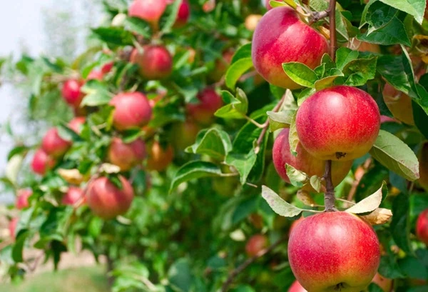 Apple Root Extract