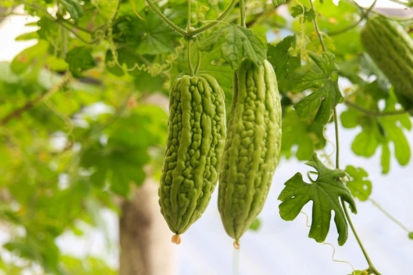 Bitter Melon Extract Powder Bitter Melon Extract Powder