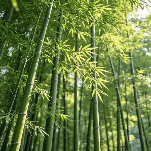 Bamboo Leaf Extract Bamboo Leaf Extract