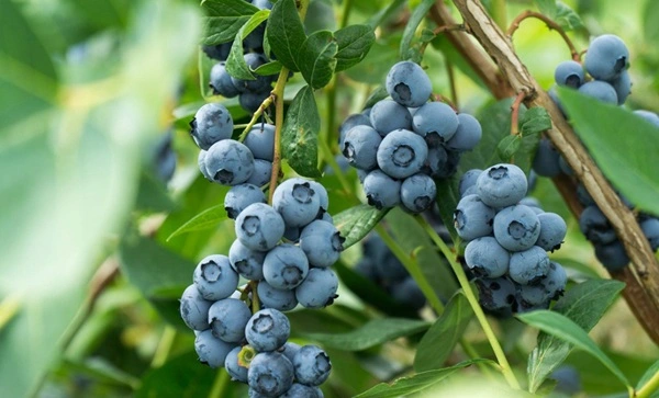 blueberry extract powder