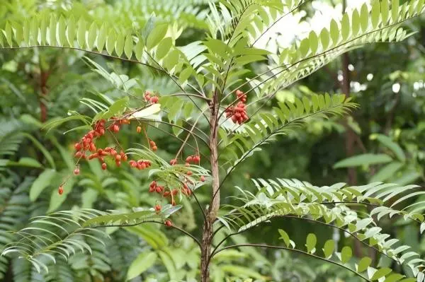 Tongkat Ali Extract Powder