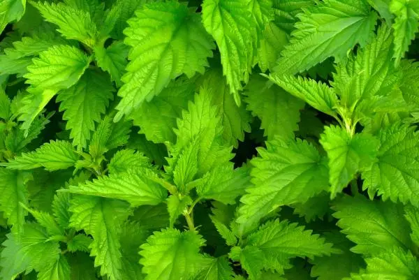 Nettle Extract Powder