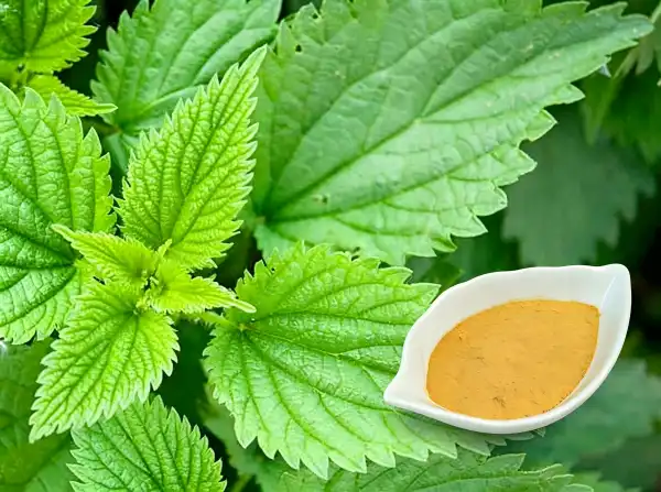 Nettle Extract Powder