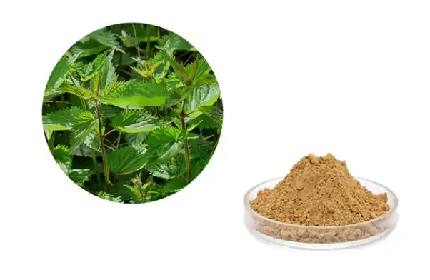 Nettle Extract Powder Nettle Extract Powder