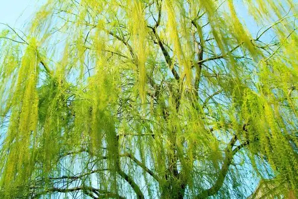 White Willow Bark Extract Powder White Willow Bark Extract Powder