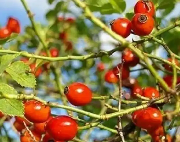 Rose Hip Extract Powder Rose Hip Extract Powder