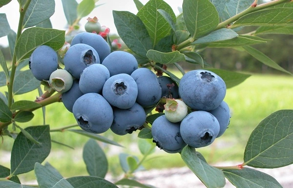blueberry extract powder blueberry extract powder