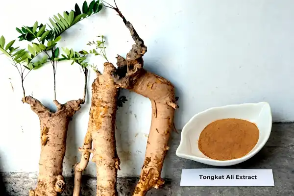 Tongkat Ali Extract Powder