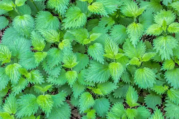 Nettle Extract Powder