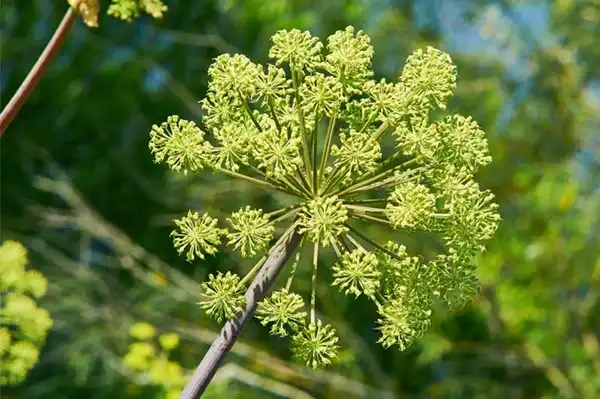 Angelica Officinalis Extract