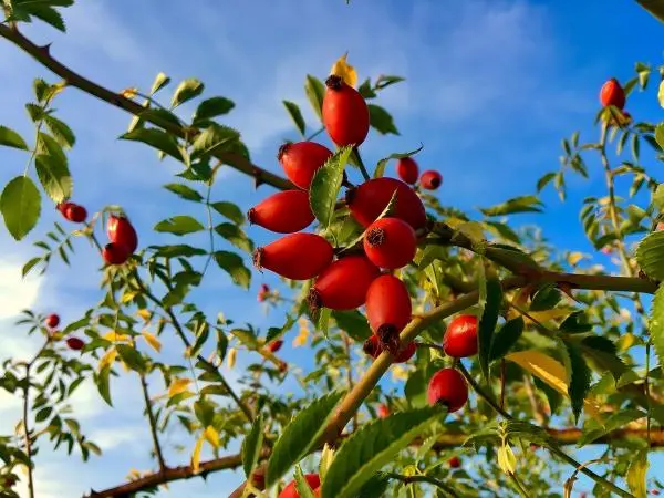 Rose Hip Extract Powder Rose Hip Extract Powder