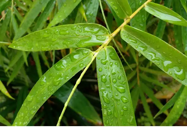 bamboo leaf extract