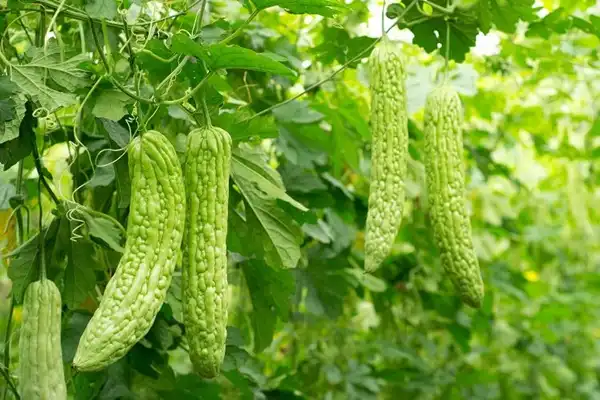 Bitter Melon Extract Powder Bitter Melon Extract Powder
