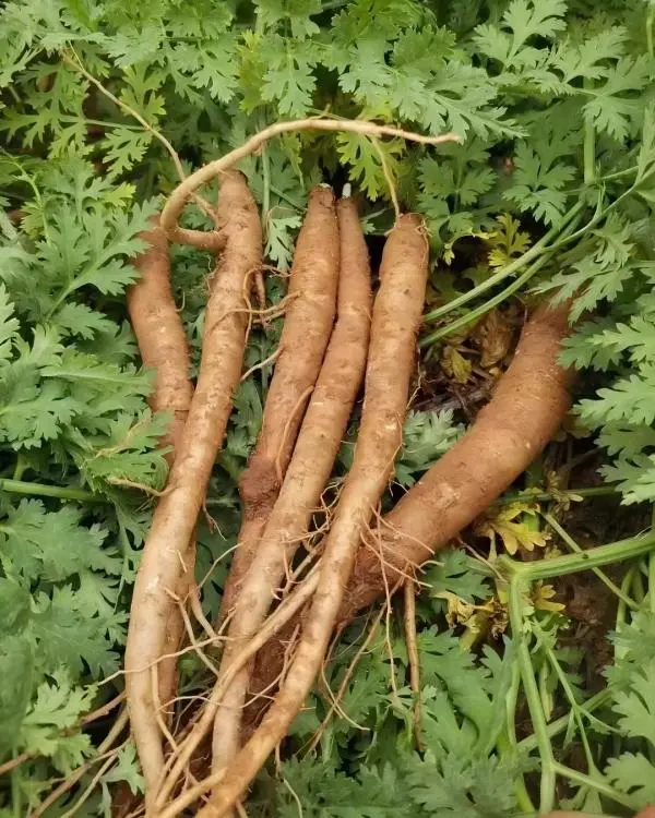 Angelica Officinalis Extract Angelica Officinalis Extract