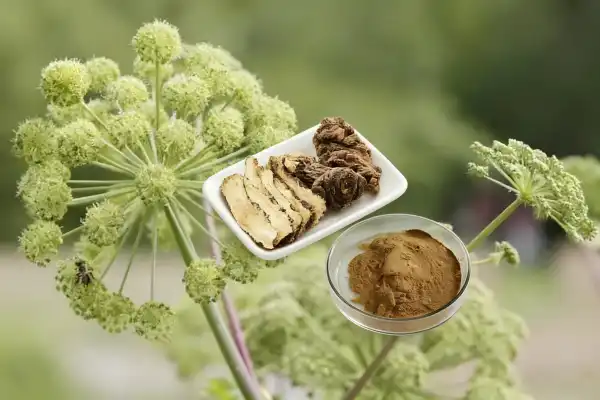 Angelica Officinalis Extract Angelica Officinalis Extract