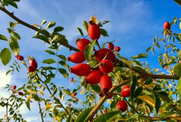 Rose Hip Extract Powder