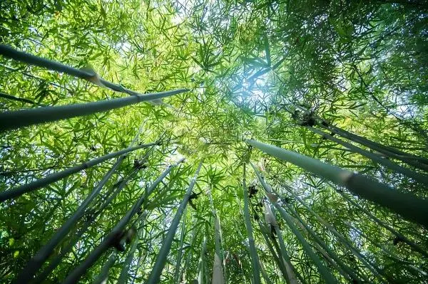Bamboo Leaf Extract
