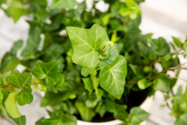 Ivy Extract Powder