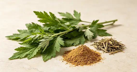 Artemisia Argyi Extract