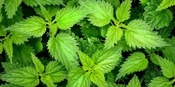 Nettle Extract Powder