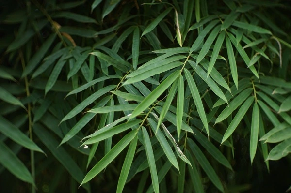 Bamboo Leaf Extract Bamboo Leaf Extract
