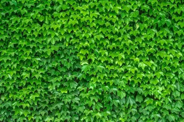 Ivy Extract Powder