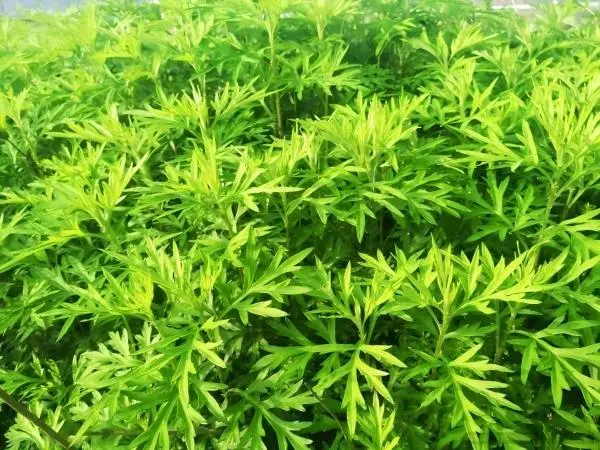 Artemisinin Powder Artemisinin Powder