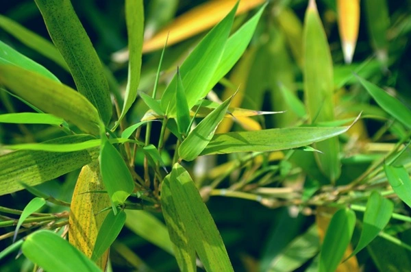 Bamboo Leaf Extract