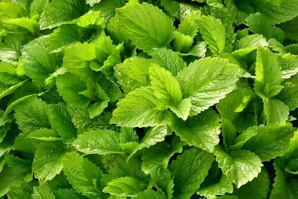 Melissa Officinalis Extract