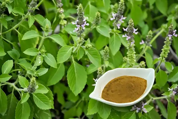 Holy Basil Extract Powder Holy Basil Extract Powder