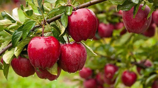 Apple Extract Powder