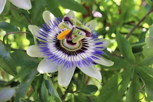 Passionflower Extract Powder