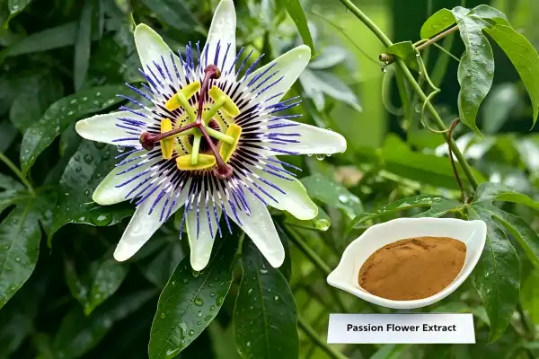 Passionflower Extract Powder