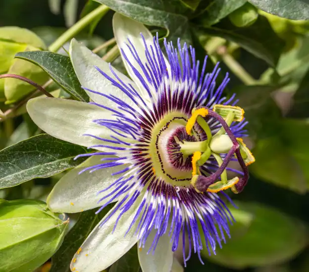 passiomflower extract powder