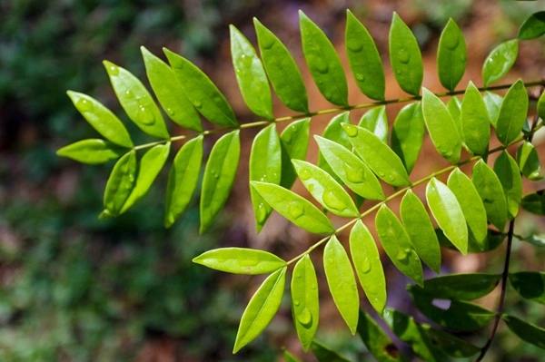Tongkat Ali Extract Powder