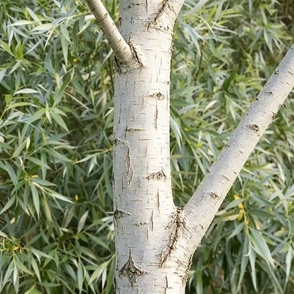 White Willow Bark Extract Powder