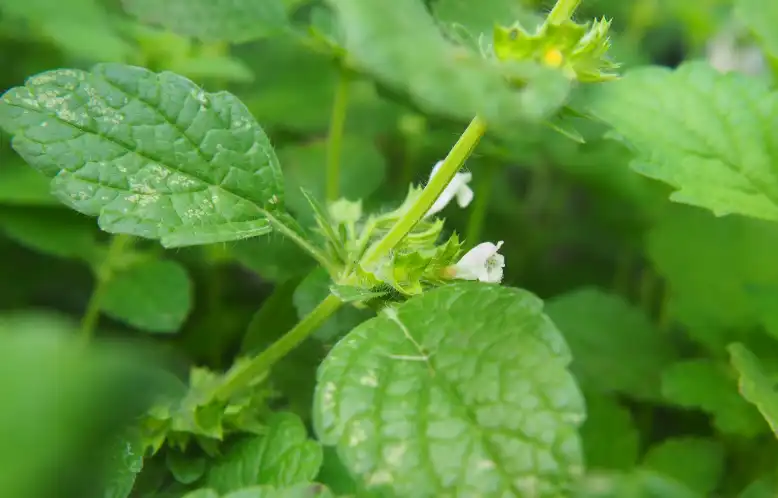 Melissa Officinalis Extract