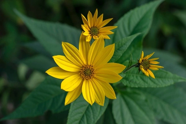 Jerusalem Artichoke Extract