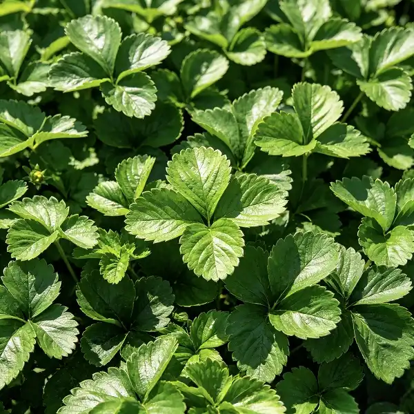Strawberry Leaf Extract Strawberry Leaf Extract