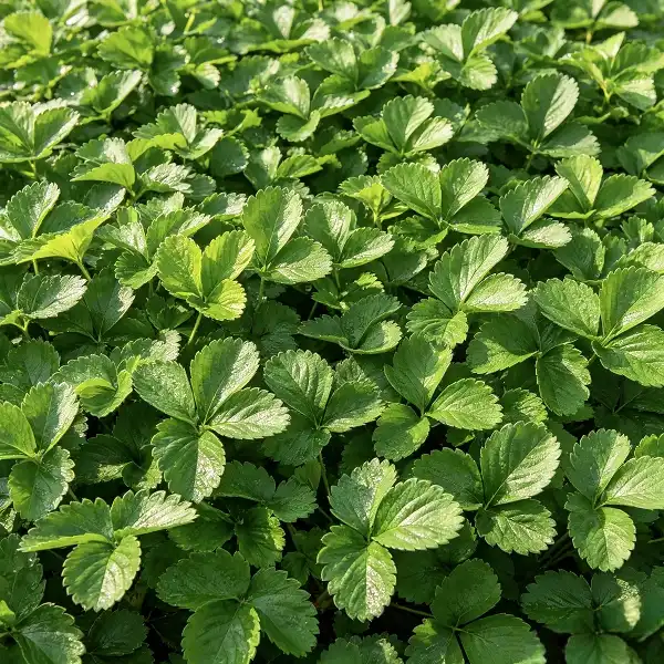 Strawberry Leaf Extract Strawberry Leaf Extract