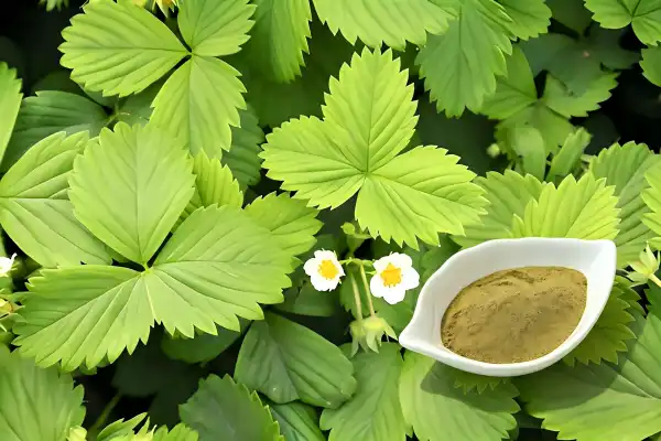 Premium Strawberry Leaf Extract
