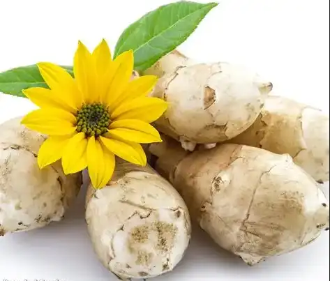 Jerusalem Artichoke Extract Jerusalem Artichoke Extract