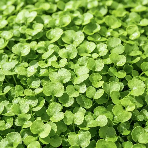 Watercress Extract