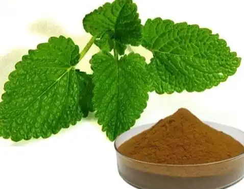 Melissa Officinalis Extract Melissa Officinalis Extract