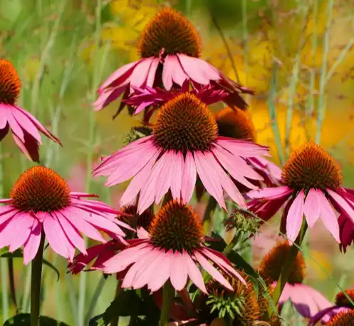 Echinacea Purpurea Extract