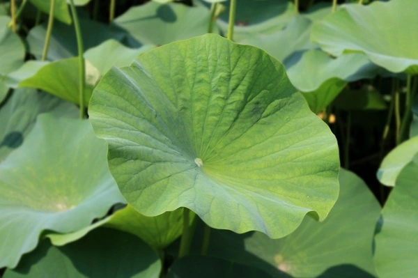 Lotus Leaf Extract Lotus Leaf Extract