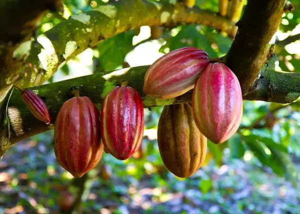 Cocoa Seed Extract Cocoa Seed Extract