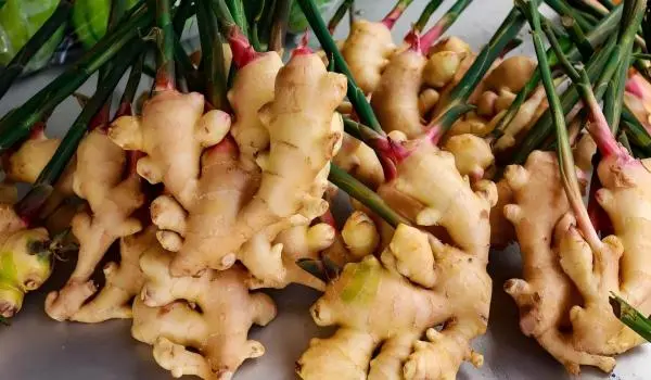 Ginger Extract Powder Ginger Extract Powder