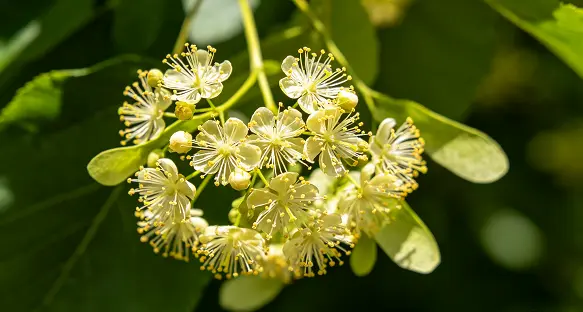 Tilia Extract Tilia Extract