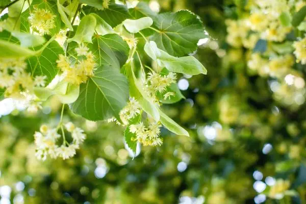 Tilia Extract Tilia Extract